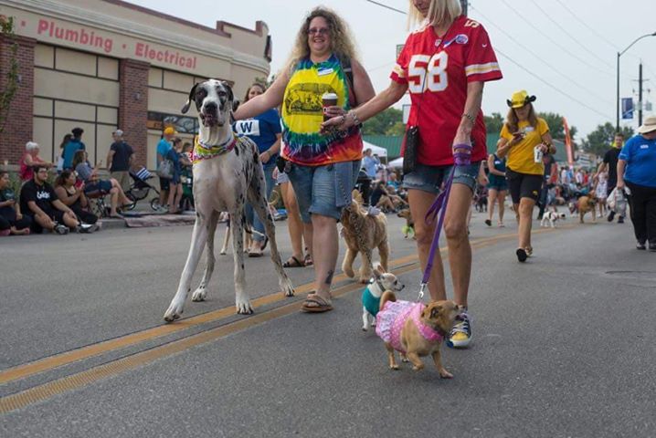 Nina & Dale - walking in a parade. dogs at a parade.